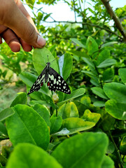 Farmer showing black butterfly on a lemon tree leaves 