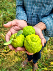 Farmer with fresh lemons harvest (Pahadi Lemon) in hand