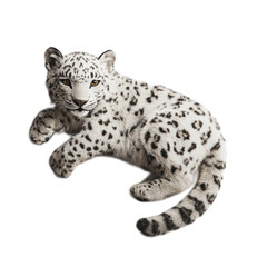 Obraz premium Snow Leopard Cub on White Background