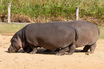 hippopotamus in the zoo