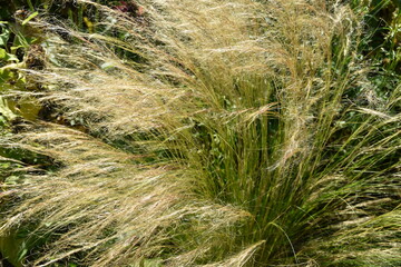 This is gold colored dry hay in sunny early autumn day.