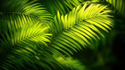 Lush green palm leaves creating a vibrant tropical atmosphere.