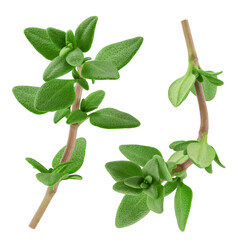 Thyme isolated on white background, full depth of field
