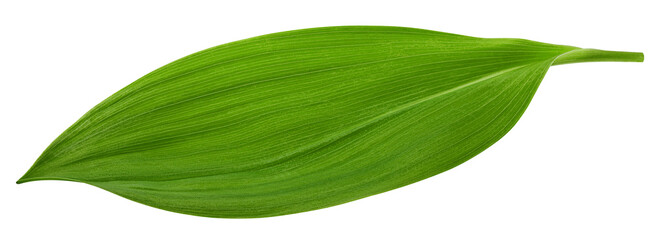 Lily of the valley Leaf, isolated on white background, full depth of field © grey