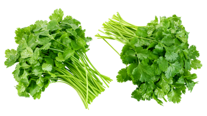 Coriander leaves isolated on white background, full depth of field