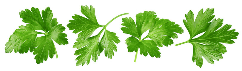 Parsley isolated on white background, full depth of field