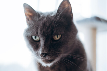russian blue cat with sharply eyes