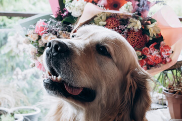 golden retriever in the garden