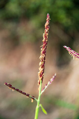 Close-up of a corn flower in a field in summer