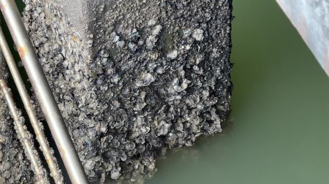 The remains of a clam stuck in the concrete