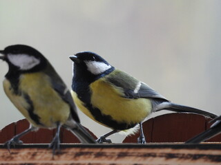 portret sikorki jako piękne tło natury © Maciej