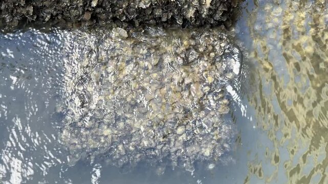 The remains of a clam stuck in the concrete
