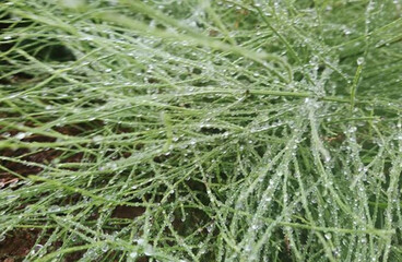 dew drops on grass