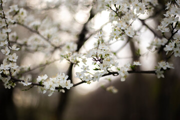 A cetuous tree in spring with small white flowers