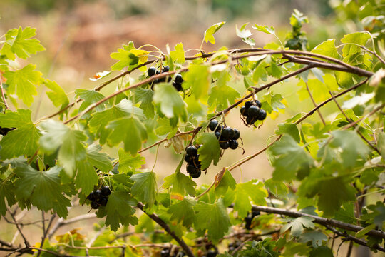 Branch of black currant with ripe berries on a background of bushes.