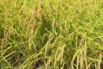 rice plants in the agricultural fields during the harvest season