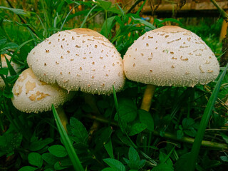 a bunch of wild white mushrooms growing in the backyard. chlorophylium molybdites or green spored parasol. widespread mushroom