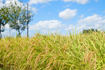 Rice harvest season, blue sky and golden rice fields