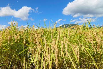 Rice harvest season, blue sky and golden rice fields