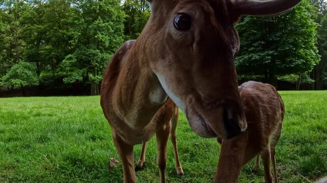 Rehe und Hirsche auf einer Lichtung, Wiese, Wald, Wildtiere, Damwild, Natur, Tiere
