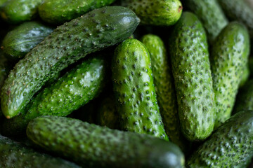 Cucumber season, cucumbers evenly distributed on the board, plus garlic, horseradish, dill. Pickling set
