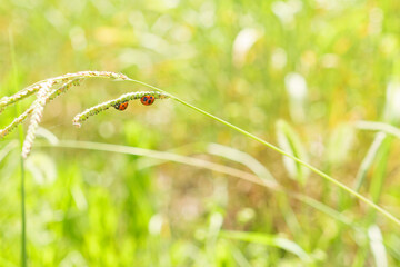 Red little ladybugs in the meadow.