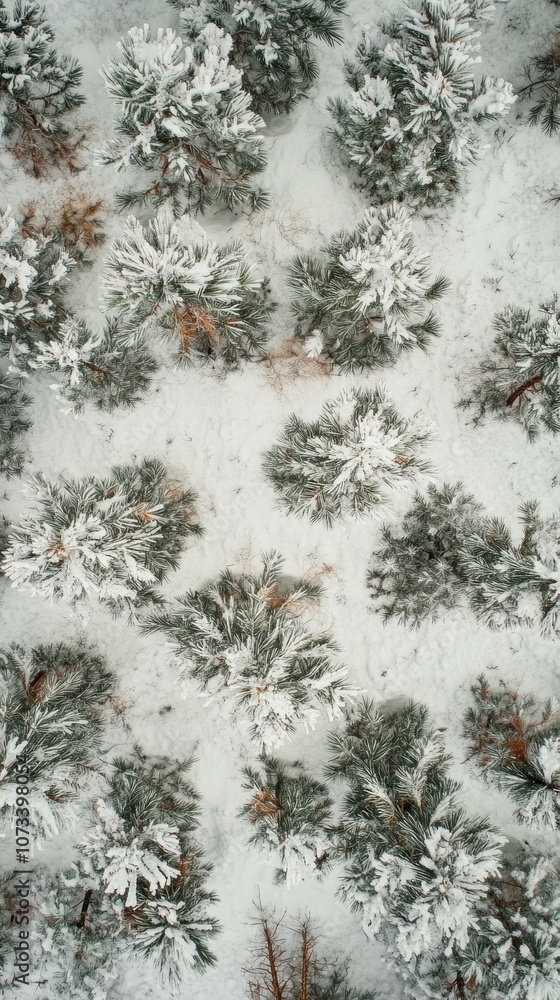 Poster a snowy forest with trees covered in snow