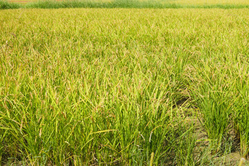 rice plants in the agricultural fields during the harvest season
