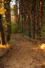 A path in a coniferous forest