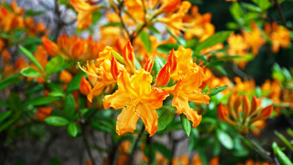 Beautiful yellow flowers on a bush of Rhododendron luteum.