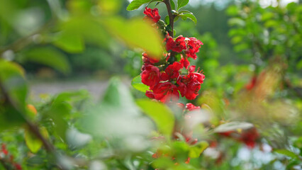 Beautiful red flowers on the tree of Chaenomeles japonica.