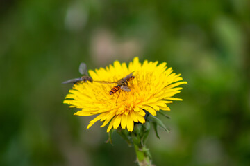 bee collecting pollen on a yellow flower known as taraxacum