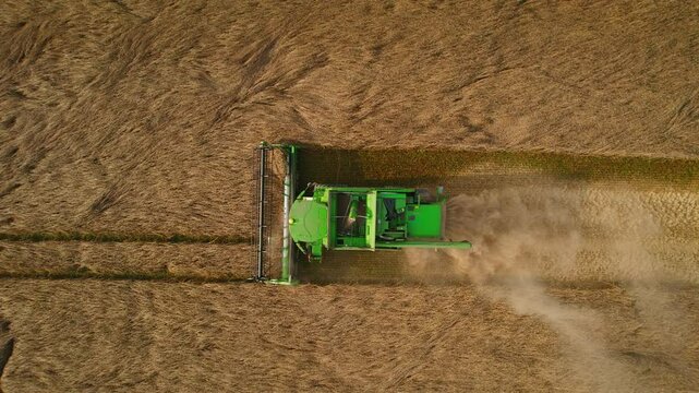 Green combine harvester drives across a rapeseed field, leaving rows of cut stalks in its path.