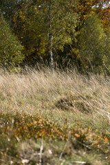Autumn in the Beskid Mały mountains