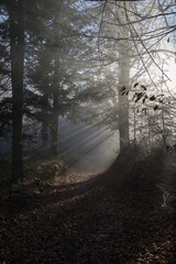Forest at the turn of autumn and winter