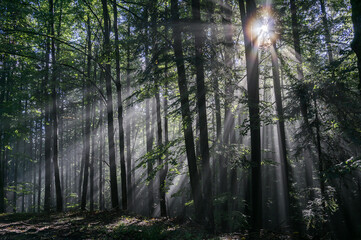 The sun shining through the trees in the forest