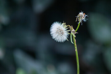 Close-up detail of a Sonchus oleraceus plant, one of which has fallen off and one of which is in good shape.
