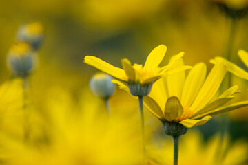 A nice close-up detail of the Euryops pectinatus plant.