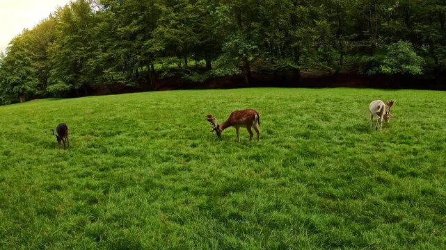 Rehe und Hirsche auf einer Lichtung, Wiese, Wald, Wildtiere, Damwild, Natur, Tiere
