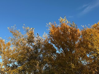 Populus alba forest called white poplar, autumn landscape view. Yellow leaves on the branches and...