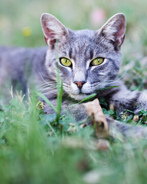 Graue Katze im Gr&uuml;nen