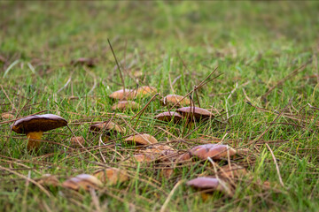 Suillus bovinus, a type of fungus known as