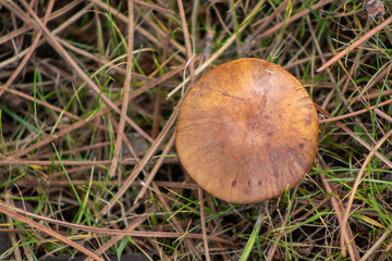 Suillus bovinus, a type of fungus known as