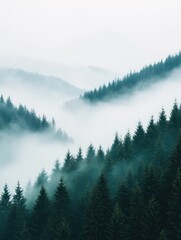 Fototapeta premium A misty forest landscape with tall coniferous trees silhouetted against soft, enveloping fog, creating a serene and atmospheric natural scene.