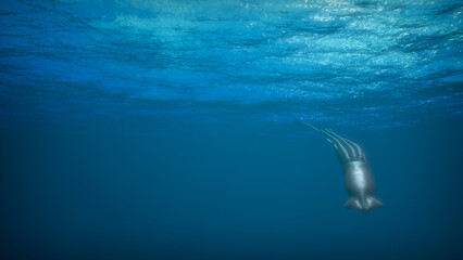 Giant deep sea squid swims underwater
