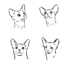Abyssinian, cat breeds illustration with inscription, hand drawn doodle, sketch