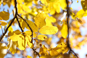 Yellow autumn leaf. Walnut tree leaf in the autumn. 