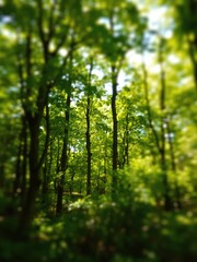 Fototapeta premium Blurred background of lush green forest with sunlight filtering through trees, forest, blur, bokeh