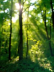 Obraz premium Blurred background of lush green forest with sunlight streaming through the trees, nature, peaceful