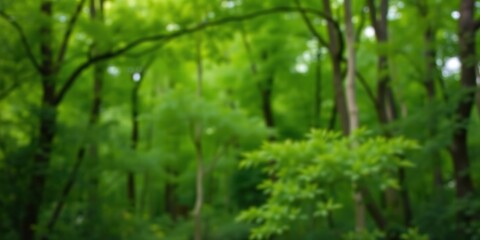 Blurred background of lush green trees and foliage in a forest setting, backdrop, summer